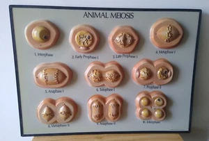 Bobbitt Laboratories Animal Meiosis 1988 Model-Pre-Owned - Picture 1 of 4