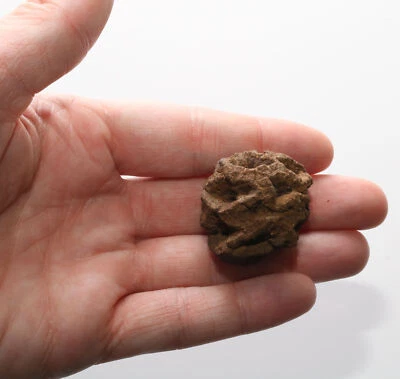 FÓSIL DE CONO DE PINO METASEQUOIA Cretácico HELL CREEK - ESPÉCIMEN ENORME Foto 1 de 4