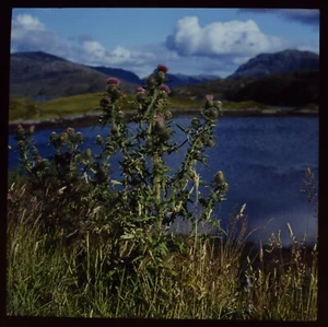 VINTAGE Magic Lantern Slide THISTLES DATED 1966 PHOTO SCOTLAND HIGHLANDS - Picture 1 of 2