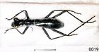 Cicindelinae Tricondyla Sp 20 22Mm A1 From Sorong Indonesia   Good Size   0019