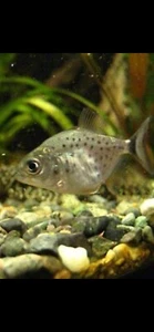 ( 5 Pack ) LIVE RED BELLY PIRANHA (NICKEL SIZE 1.5") (FREE SHIPPING) - Picture 1 of 4