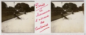 Paris.Le Charmeur d'oiseau des Tuileries.Birds.Vue stereo sur verre 45x107mm. - Imagen 1 de 2
