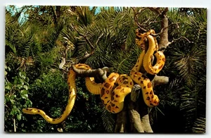 Postcard Giant Python Jungle Cruise 01110210 Disney World Orlando Florida FL UNP - Picture 1 of 2