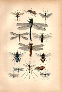1866 REBAU HC LITHO hawker, chaser, lacewing, snakefly, antlion, flea, robberfly - Picture 1 of 2