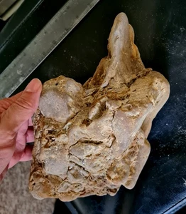 Striking UK Theropod Dinosaur Footcast Top Collector Specimen! Wholesale price - Picture 1 of 4