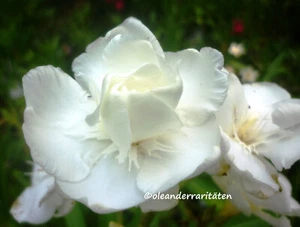 3x Oleander Stecklinge PORTO weiss gefüllt,  riesige Blüten - Bild 1 von 5