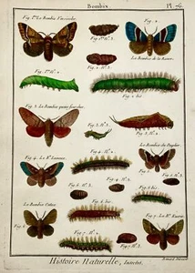 1794 Latreille; Handcol quarto copper engraving Butterflies - Bombix - Bild 1 von 2