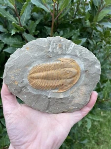 Acadoparadoxides Levisetti 500 Million Years Old. Sidi Abdallah, Morocco, - Picture 1 of 14