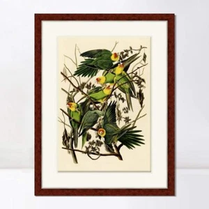 Framed Canvas Art Giclee Print Carolina Parrot by John James Audubon 28"x40" - Picture 1 of 4