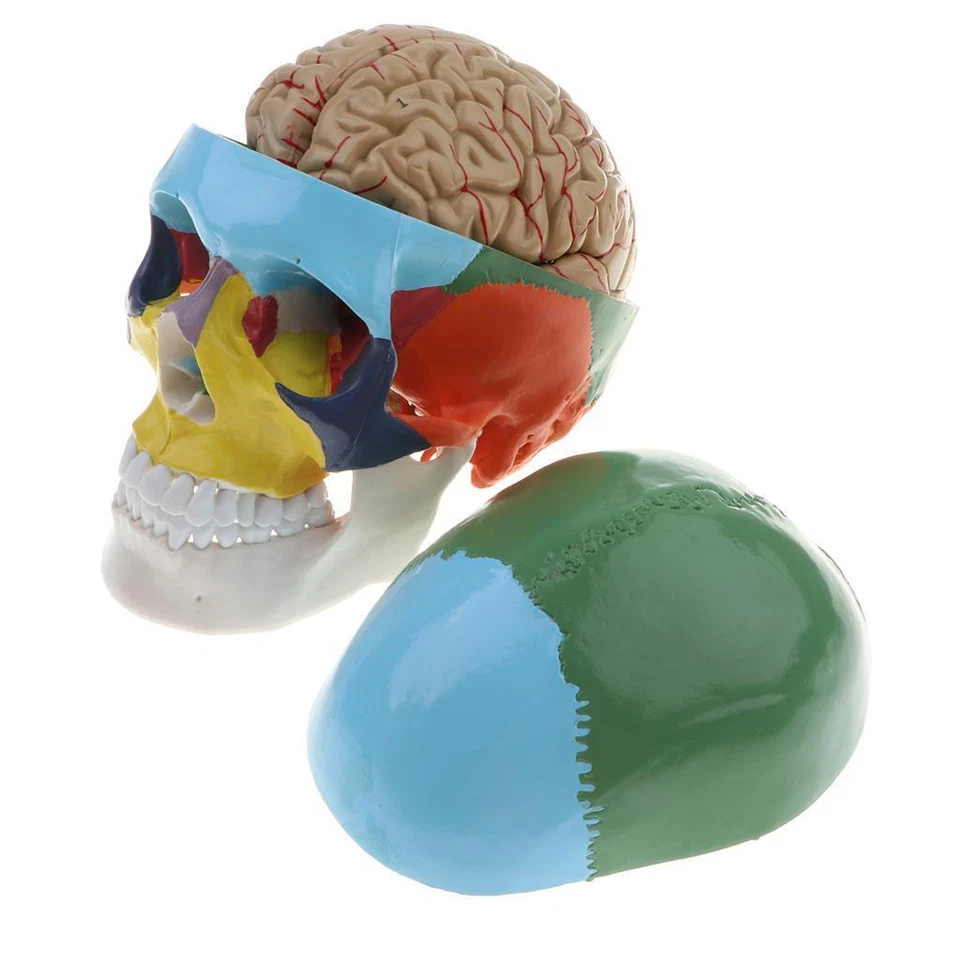 MARKENLOS 1:1 Anatomiemodell - Buntes Anatomie Schädelmodell Kopf Modell Gehirnmodell