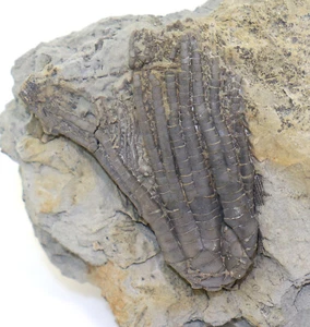 Crinoide, Sarocrinus varsoviensis, Karbon, Crawfordsville, Indiana, USA -L424 - Bild 1 von 4