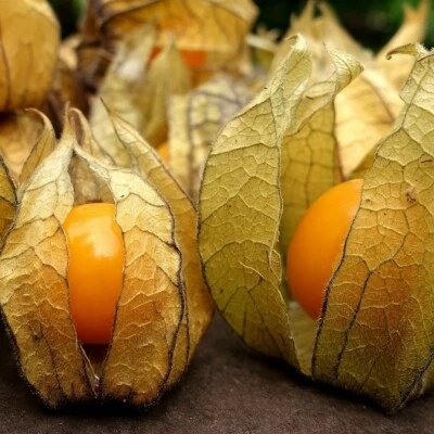 Physalis peruviana (Kapstachelbeere) 100 Stück Samen - Bild 1 von 2