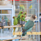  Papagei Spielzeug Bambus Sittich Barsch Vogelstnderstange Haustier