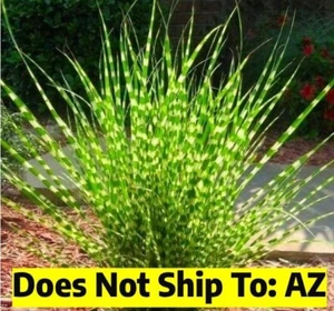 Zebra Grass Miscanthus Compact Little Live Plant 1-2 FT Overall Height 1 Gal Pot - Picture 1 of 3