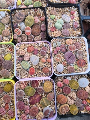 Imported  lithops succulent 1set - Image 1 of 4