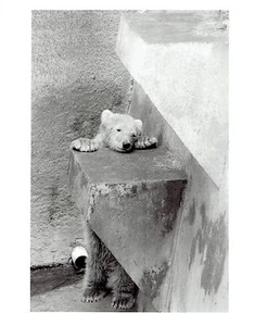 1991 Original Foto Eisbärenjunges Johnny spielt im Detroit Zoo in Michigan - Bild 1 von 2