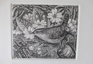 Robin Tanner. Wren and Primroses, from the Memorial Portfolio, 1989 - Picture 1 of 3