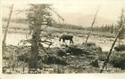 Kenai Peninsula Alaska Moose 1913 Wiler Guide RPPC Photo Postcard 21-5858