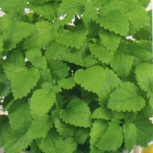 Melisse Samen Melissa officinalis mehrjährig Gewürzpflanze 200 Samen Nr.117 - Bild 1 von 1