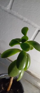 Glücksbaum Dickblatt Geldbaum Crassula Ocata zimmer pflanze Ableger 118 cm groß - Bild 1 von 6