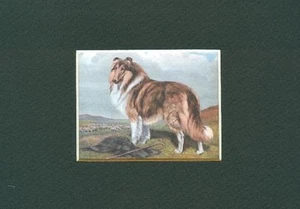 Collie - CUSTOM MATTED - Dog Art Print Gift - Megargee CLEARANCE - Picture 1 of 1