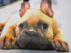  French Bulldog  with his Ears up Ankle  Socks New with Tag 