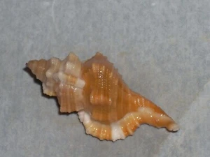MONOPLEX COMPTUS SPECIAL ORANGE - Picture 1 of 2