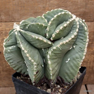 D3022 ASTROPHYTUM MYRIOSTIGMA FUKURYU KIKKO maceta 14-H21-W23 cm MaMa Cactus - Imagen 1 de 6