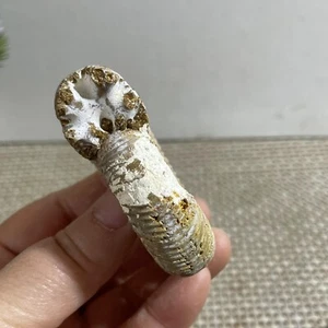 76g Natural conch specimens from Madagascar Rough without any treatment - Picture 1 of 9