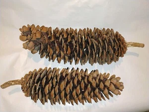 Lot Of 2 Giant Sugar Pine Cones 17.5"16.5 Large Huge Pinecones Crafts Decoration - Picture 1 of 8