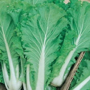 Chinese Michihili Cabbage Seeds 300+ Vegetable Garden NON-GMO USA FREE SHIPPING - Picture 1 of 2