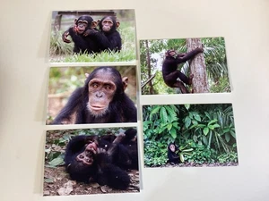 5 biglietti di auguri Jane Goodall Institute con buste vuote all'interno 6-5/8" X4-1/2" - Foto 1 di 10