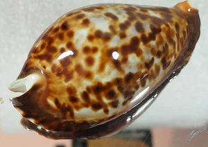 CYPRAEA FRIENDII INSULATA TOP - Foto 1 di 4