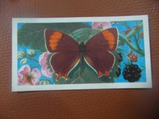 Great Britain Brooke Bond original 1963 tea card "British Butterflies",  No.37.