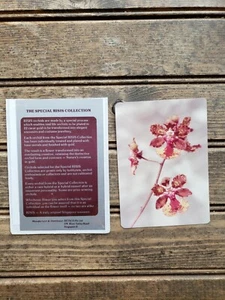 Vintage Risis Orchid Beautiful Flowers Nature Photo Photograph - Picture 1 of 6