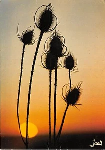 BR5419 Fleures des chamos au sole coucher flores bretaña francia - Imagen 1 de 2