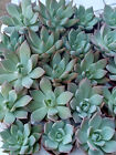 Echeveria Cuspidata Menchaca 5 Zentimeter Ca. Pflanze Junge Sukkulenten Sammler