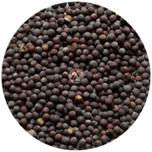 Black Mustard Seeds 95gm - Bild 1 von 1