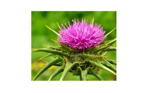 Mariendistel – Samen  Nr.8950 - Bild 1 von 3