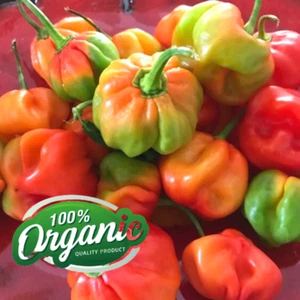 Ceylon Scotch Bonnet Seeds Super Heat Spicy Chili Hot Pepper Vegetable Gardening - Picture 1 of 17
