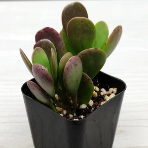 Succulent Pot Plant - Senecio Jacobsenii  Trailing Jade - In 2" Pot - Picture 1 of 2