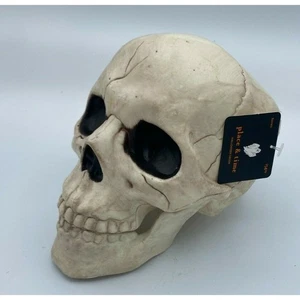 Place & Time Halloween Skull Decoration Prop Bones Horror Decor w/ Hinged Jaw - Picture 1 of 9
