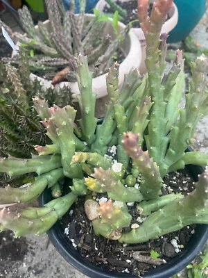 STAPELIA VARIEGATED STAR FISH FLOWER CRESTED ORBEA SHIP BARE ROOT  MORE  20 ARMS - Image 1 of 4