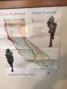 California Redwood Baumkarte, 17x22 - Bild 1 von 1
