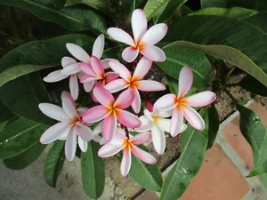 Plumeria Cutting Mix Pink "White Shell" "Ribbon" Lot of 3 Single tip Cuttings - Picture 1 of 6