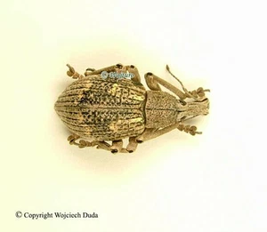 Rhinoscapha sp, Curculinidae sp, A2 - Picture 1 of 1