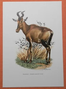 Kuhantilope Hartebeest Antilopen Alcelaphus caama Farbdruck 1958 Zoologie - Picture 1 of 1