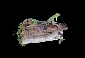 Taxidermy Flying Lizard (Draco volans) Log no 91. Wood Length 10cm. Reptile. - Picture 1 of 10