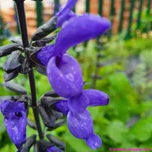 Salvia guaranitica ‘Black and Blue’ Blue Flower Well Drained Summer Colour - Picture 1 of 5