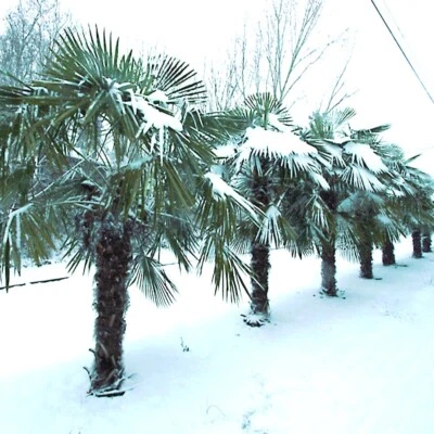 100 CHINESE WINDMILL FAN PALM Tree Seeds Trachycarpus Fortunei COLD HARDY Plant - Image 1 of 4